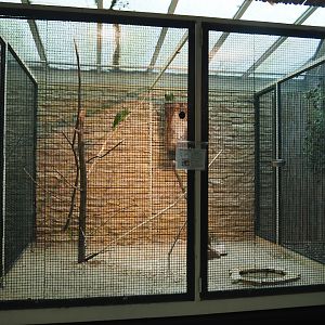 Natterer's amazon aviary, 2024-05-22