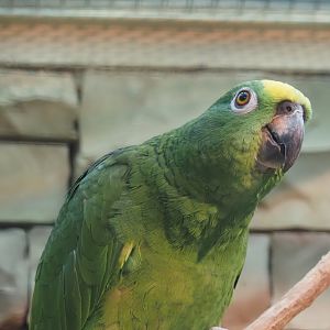 Natterer's amazon (Amazona ochrocephala nattereri), 2024-05-22