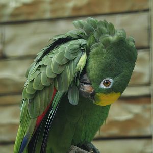Natterer's amazon (Amazona ochrocephala nattereri), 2024-05-23