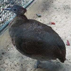 Great tinamou (Tinamus major), 2024-05-23