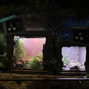 Mysteries of the Rainforest - Madagascar Hissing Cockroach + Curly-Haired Tarantula Terrariums