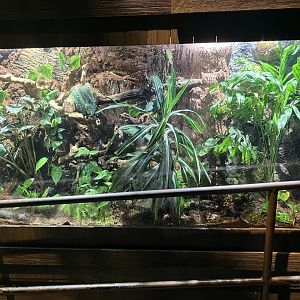 Mysteries of the Rainforest - Poison Dart Frog/Emerald Tree Boa Terrarium