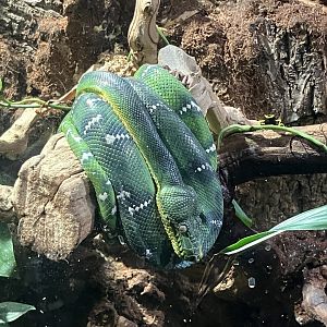 Green Tree Python