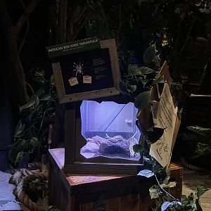 Mysteries of the Rainforest - Mexican Red-Knee Tarantula Terarrium