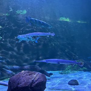 Sturgeon Lake Tunnel