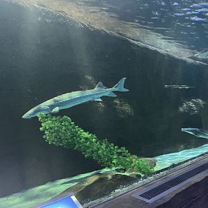 Sturgeon Lake Tunnel