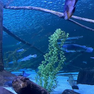 Sturgeon Lake Tunnel