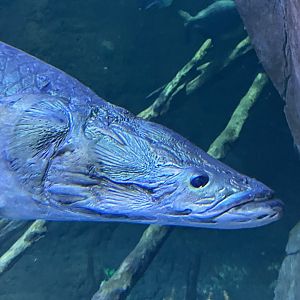Arapaima