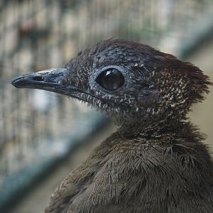 Great tinamou (Tinamus major), 2024-05-23