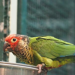 Rose-fronted conure (Pyrrhura roseifrons), 2024-05-22