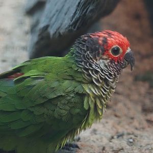 Rose-fronted conure (Pyrrhura roseifrons), 2024-05-22