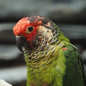 Rose-fronted conure (Pyrrhura roseifrons), 2024-05-23