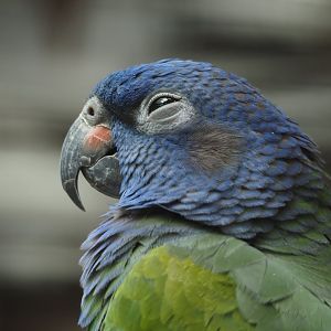 Blue-headed Pionus (Pionus menstruus), 2024-05-23