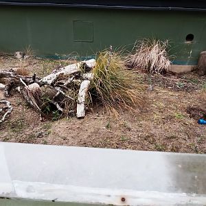 Yellow mongoose enlcosure