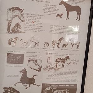 Educational sign about the horse