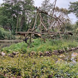 Colombian spider monkey enclosure