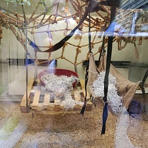 Moloch gibbon indoor enclosure