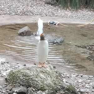 Gentoo penguin