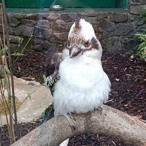 Laughing kookaburra