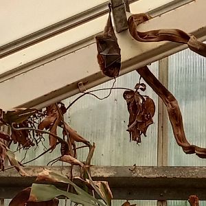 Rodriguez flying fox