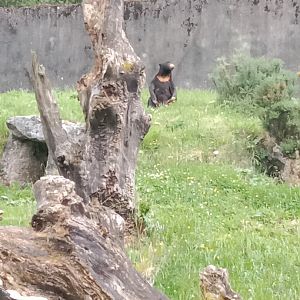 Borah the sun bear