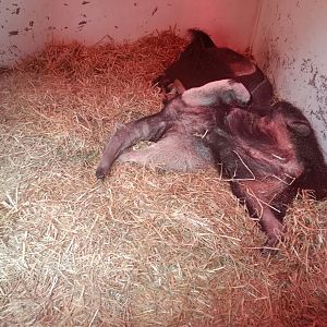 Sleeping giant ant eaters