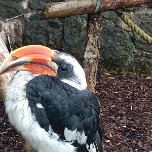 Von der Decken's hornbill