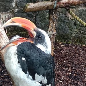 Von der Decken's hornbill