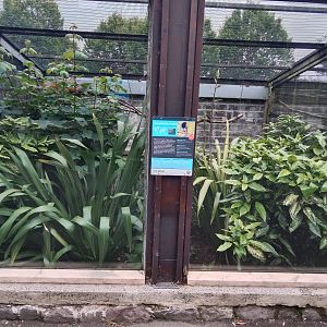 Red-billed blue magpie aviary