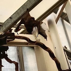 Rodriguez flying fox