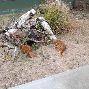 Yellow mongooses