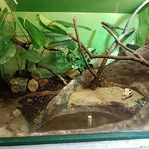 Mangrove snake enclosure