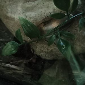 Death's head cockroach