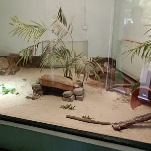 Mexican beaded lizard enclosure