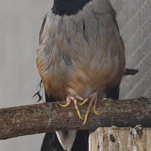 Chinese Grosbeak - Eophona migratoria