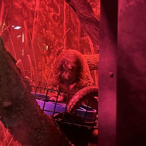 White-bellied Pangolin