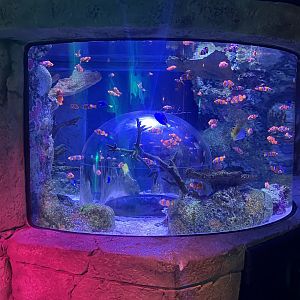 Coral Caves Tank