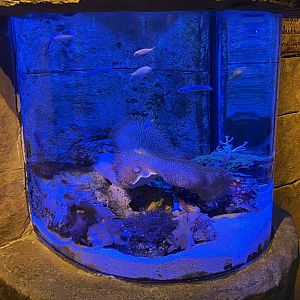 Seahorse Kingdom - Exhibit #1