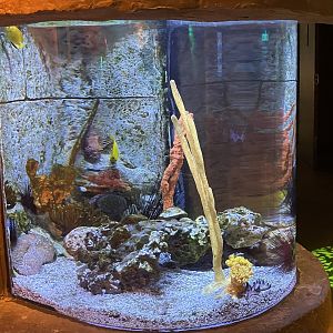 Seahorse Kingdom - Exhibit #2