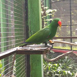 Moluccan Eclectus (Eclectus roratus) - Taru Jurug Zoo
