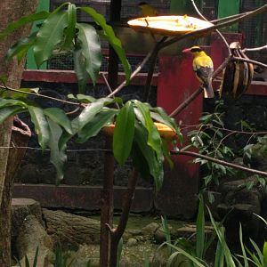 Black-naped Oriole (Oriolus chinensis) - Taru Jurug Zoo