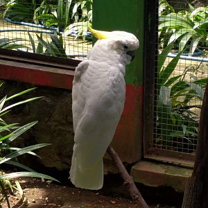 Yellow-crested Cockatoo (Cacatua suplhurea) - Taru Jurug Zoo