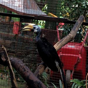 Oriental Pied Hornbill (Anthracoceros albirostris) - Taru Jurug Zoo
