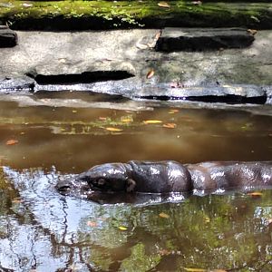 Pygmy Hippopotamus (Choeropsis liberiensis) - Taru Jurug Zoo