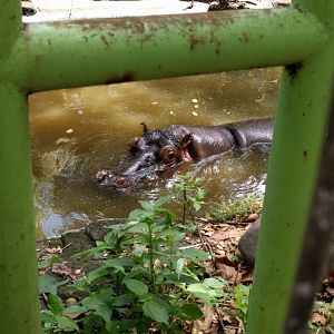 Common Hippopotamus (Hippopotamus amphibius) - Taru Jurug Zoo
