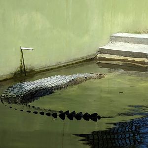 Saltwater Crocodile (Crocodilus porosus) - Taru Jurug Zoo