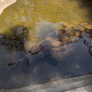 False Gharial (Tomistoma schlegelii) - Taru Jurug Zoo
