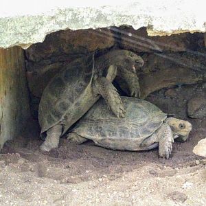 Elephant-foot Tortoises (Manouria emys) - Taru Jurug Zoo