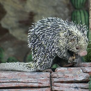 Brazilian Porcupine (Coendou prehensilis)