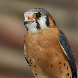American Kestrel (Falco sparverius sparverius)